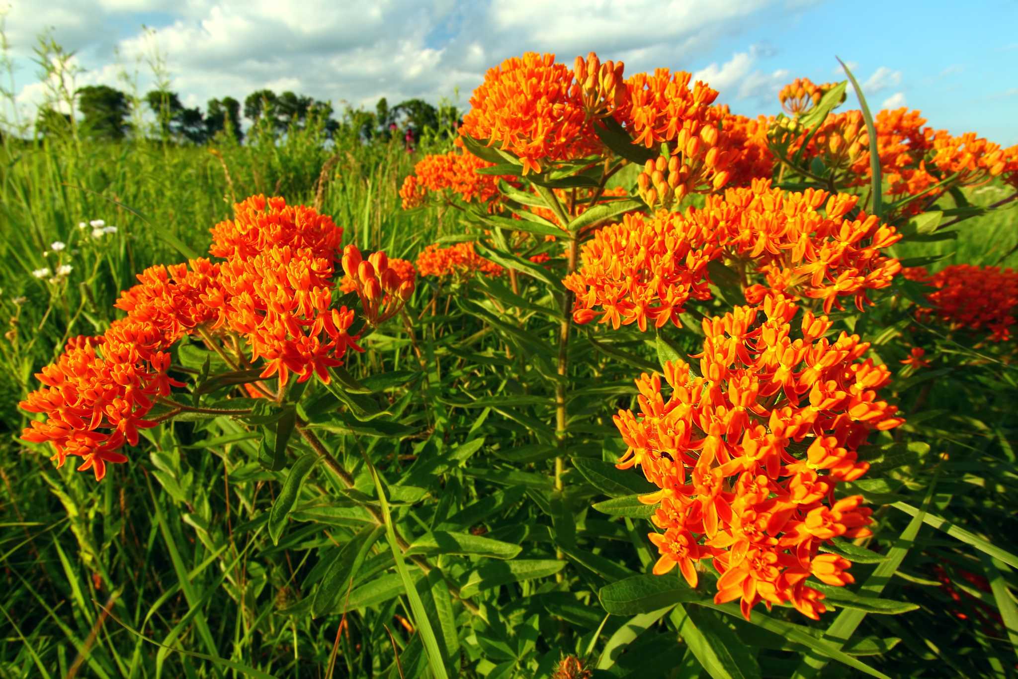 Attracting Pollinators to Your Yard Post Thumbnail