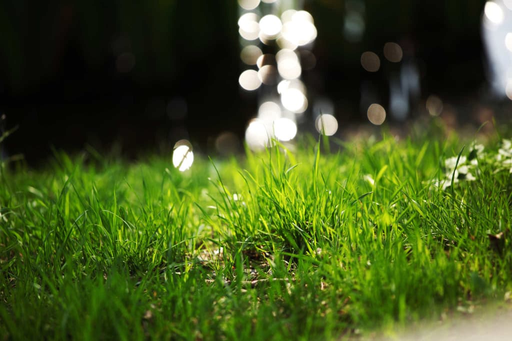 Is your yard over-watered?