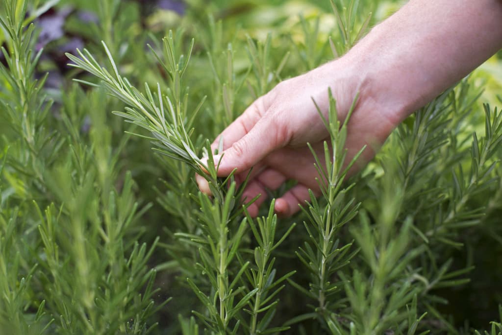 Five Benefits of Herb Gardening Post Thumbnail