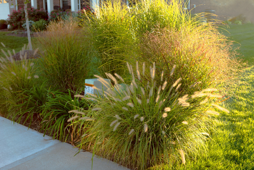 Should You Cut Back Grasses In The Winter