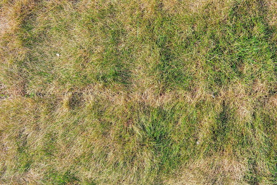 Picture of dead grass patches in a residential lawn.