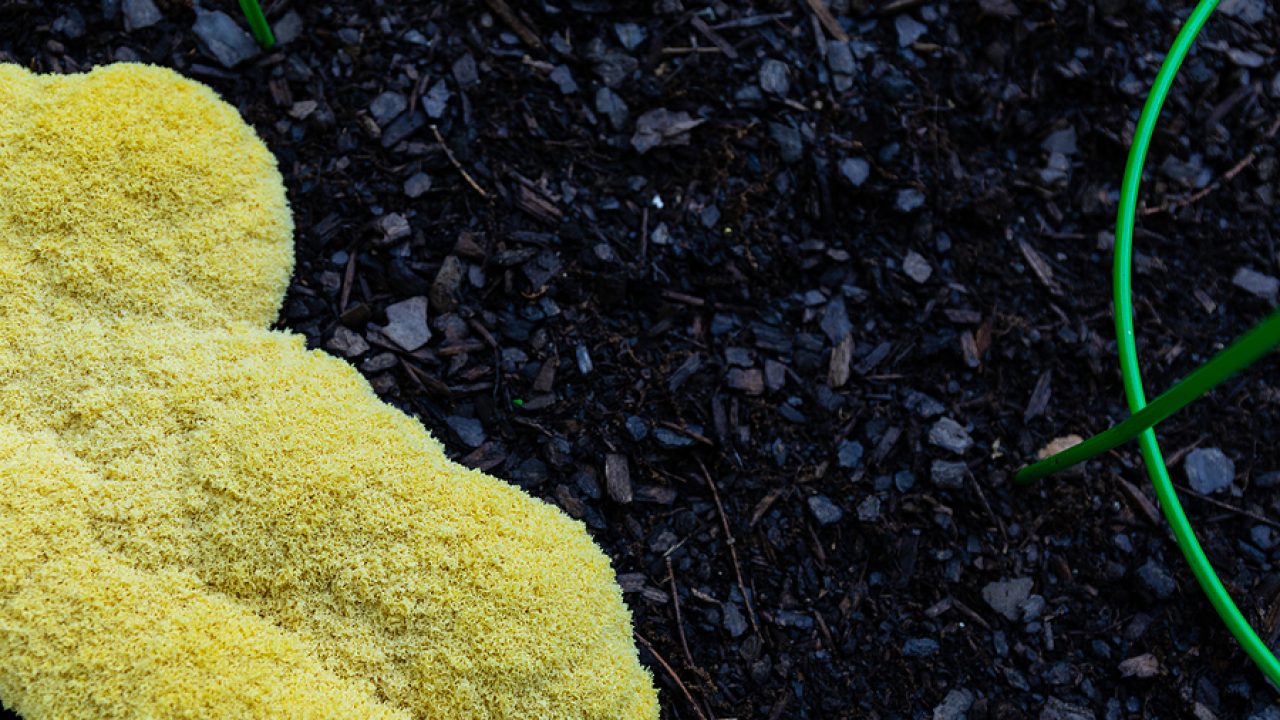 That White Stuff on Mulch Is Slime Mold