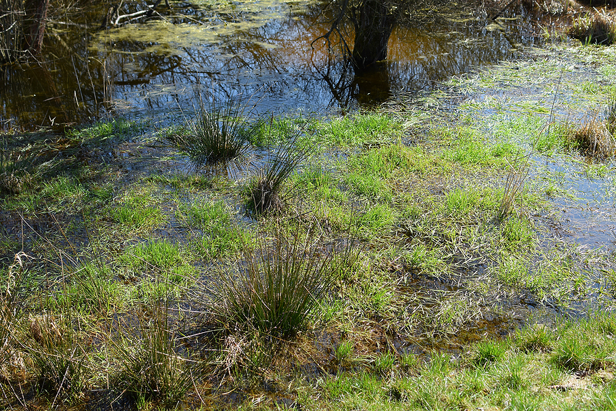 The Hidden Costs of Ignoring Poor Drainage in Your Yard Post Thumbnail