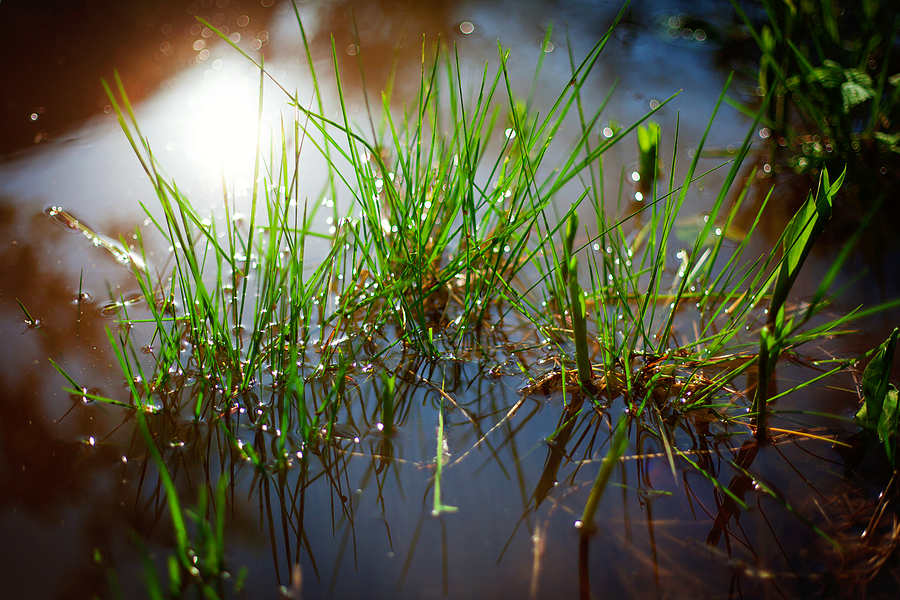wet fresh green grass in puddle after rain. Spring or summer day
