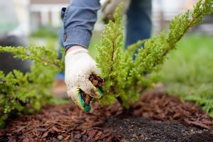 Close up of a gloved hand adding mulch to juniper plants in the garden. 