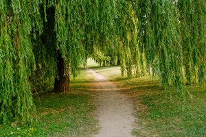 Willow tree hanging over a walking path. 