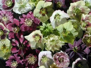 A close up of a variety of hellebores. 