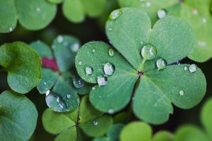 Close up of clover leaves with water droplets. 