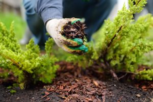 Close up of a gloved hand adding mulch to garden beds. 