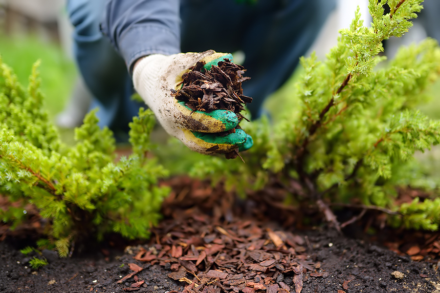 The Ultimate Guide to Mulching in Cold Weather Post Thumbnail