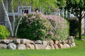 Large shrubs and rock retaining wall to hide utility boxes. 