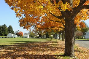 Close up of a colorful sugar maple tree on a residential street. 