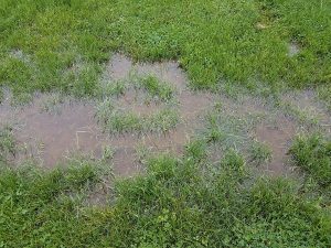 Green grass or lawn with standing water puddles. 