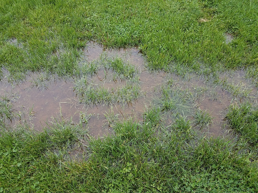 Understanding Drainage Solutions for Your Landscape Post Thumbnail