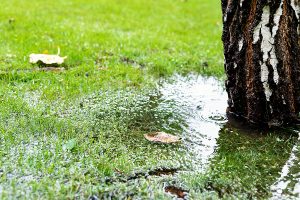 Large puddle near base of tree in a yard. 