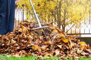 Person collecting fallen autumn leaves with a rake. 