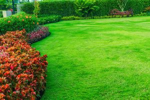 Beautiful healthy-looking lawn with green grass and well-maintained landscaping. 