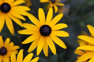 A Black-eyed Susan (Rudbeckia hirta) flower in the midst of a flower bed.